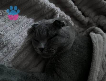 SCOTİSH FOLD KEDİME EŞ ARIYORUM