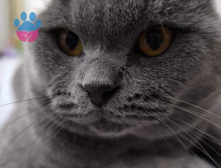 SCOTİSH FOLD KEDİME EŞ ARIYORUM