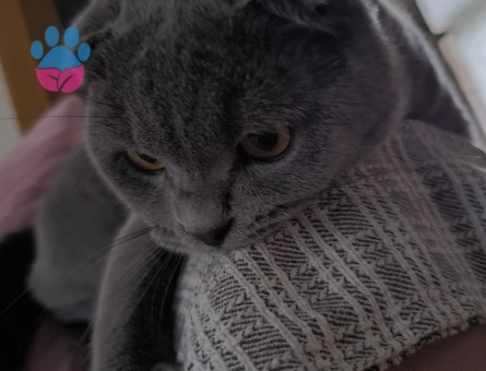 SCOTİSH FOLD KEDİME EŞ ARIYORUM