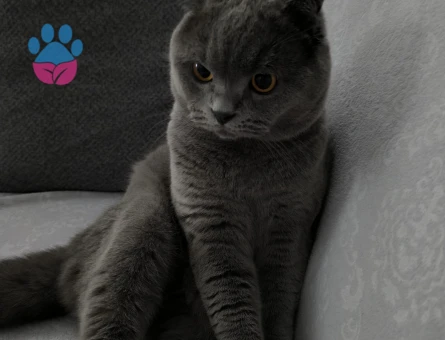 SCOTİSH FOLD KEDİME EŞ ARIYORUM
