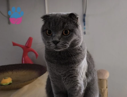 SCOTİSH FOLD KEDİME EŞ ARIYORUM