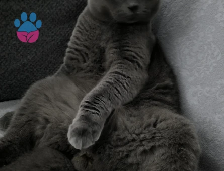 SCOTİSH FOLD KEDİME EŞ ARIYORUM