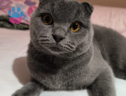 SCOTİSH FOLD KEDİME EŞ ARIYORUM