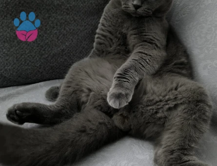 SCOTİSH FOLD KEDİME EŞ ARIYORUM