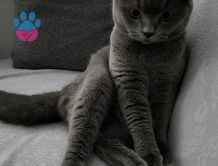SCOTİSH FOLD KEDİME EŞ ARIYORUM