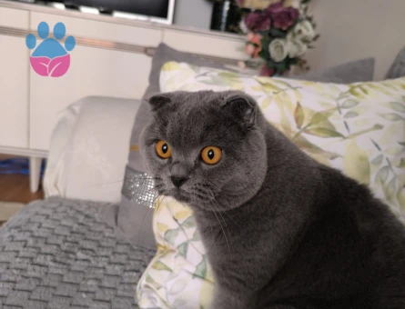 SCOTİSH FOLD KEDİME EŞ ARIYORUM