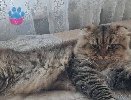 Erkek kedime es ariyoruz