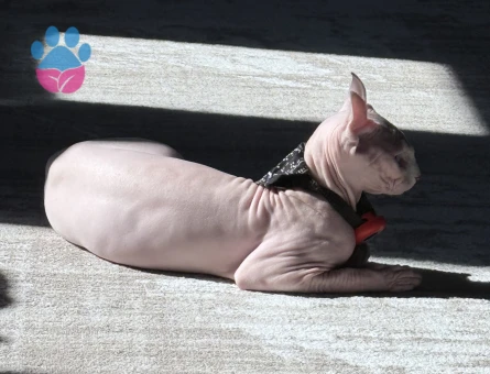 Kedime eş arıyorum