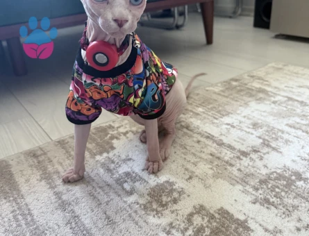 Kedime eş arıyorum