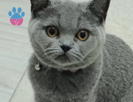 British Shorthair kızımıza eş arıyoruz