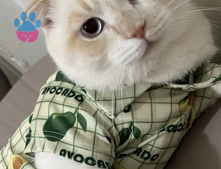 Scottish Fold Kedime Eş Arıyoruz