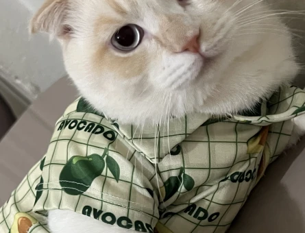 Scottish Fold Kedime Eş Arıyoruz - 118980477
