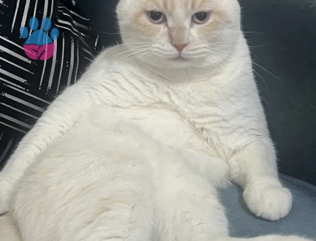 Scottish Fold Kedime Eş Arıyoruz