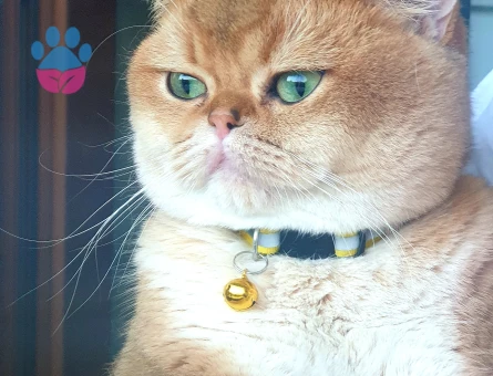 Oğlumuz Paşa’ya Sakin bir dişi Arıyoruz