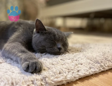 British Shorthair 1 Yaşında Eş Arıyor