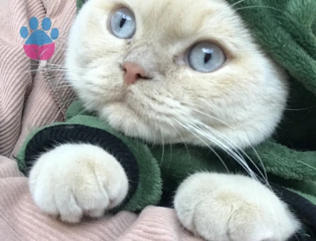 British Shorthair Blue Point 8 aylık