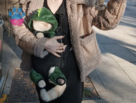 British Shorthair Blue Point 8 aylık