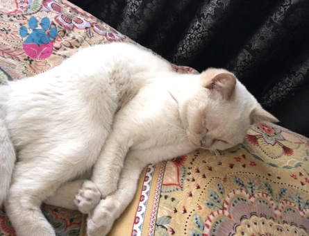 British Shorthair Blue Point 8 aylık