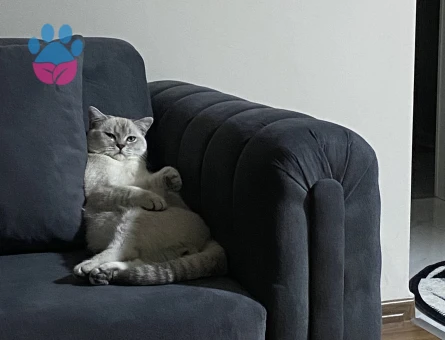 Kızgın oğluma eş arıyorum