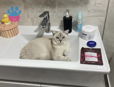 Kızgın oğluma eş arıyorum