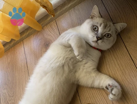 Kızgın oğluma eş arıyorum