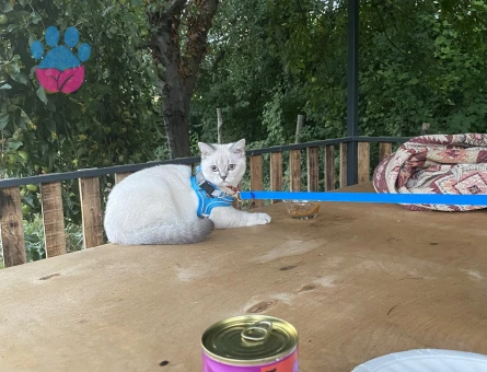 Kızgın oğluma eş arıyorum