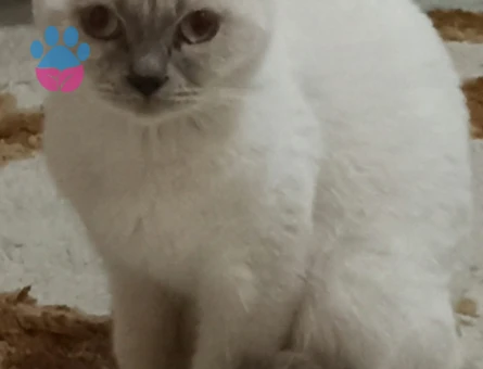 SCOTİSH DİŞİ KEDİM KIZANA GİRDİ