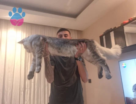 Maine Coon Kedimiz Ulukan’a eş arıyoruz
