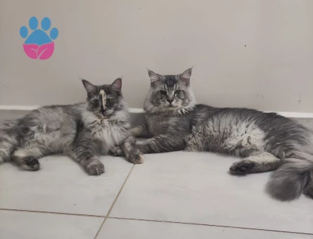 Maine Coon Kedimiz Ulukan’a eş arıyoruz