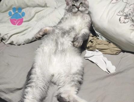 Maine Coon Kedimiz Ulukan’a eş arıyoruz