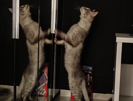 Maine Coon Kedimiz Ulukan’a eş arıyoruz - 118973066