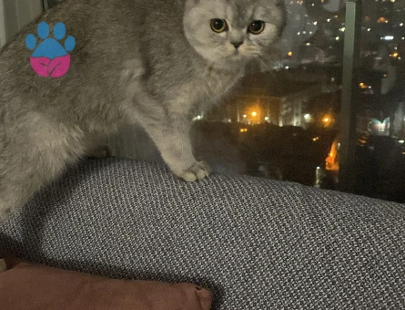 Aloş kızıma kendine eş