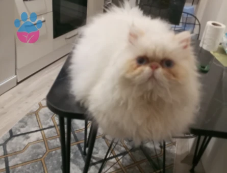 İran perişan erkek kedim kızgınlıkta