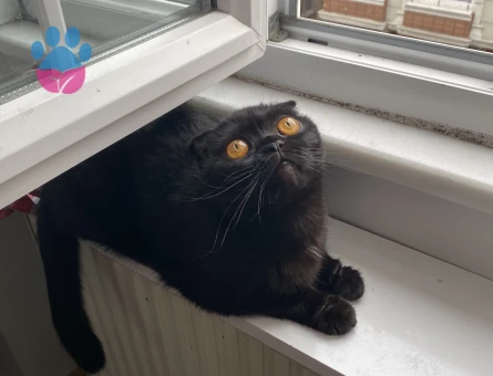 Kızıma eş arıyorum 1,5 Yaşında