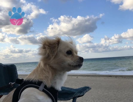 Yakışıklı oğluma dişi arıyorum