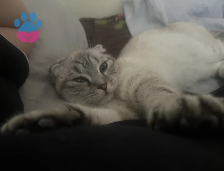 10 aylık scottish fold kedime eş arıyorum
