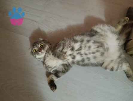 Scottish fold dişi kedime eş arıyorum
