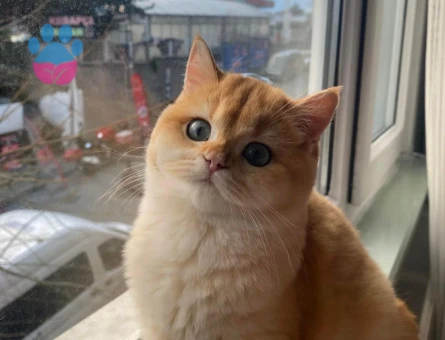 Golden British SCR'li NY12 Kızım Pera