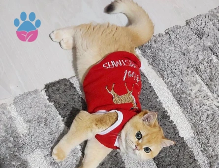 Golden British SCR'li NY12 Kızım Pera