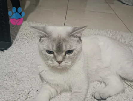 British shorthair erkek kedime eş arıyorum