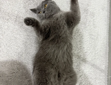 1,5 yaşında dişi british shorthair kedimize eş arıyoruz - 118973861