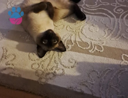 Siyam kırık kuyruk