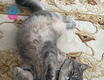 Kedim için eş arıyorum