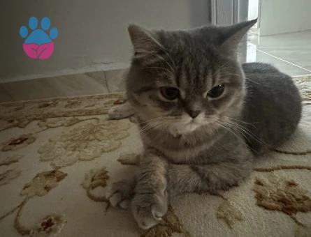 Kedim için eş arıyorum