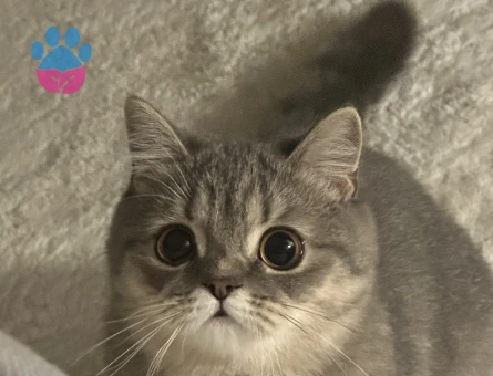 Kedim için eş arıyorum