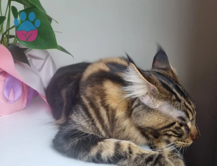 Maine Coon oğlumuza gelin arıyoruz :) Baklavası bizden