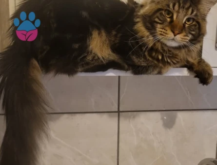Maine Coon oğlumuza gelin arıyoruz :) Baklavası bizden