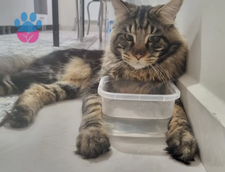 Maine Coon oğlumuza gelin arıyoruz :) Baklavası bizden