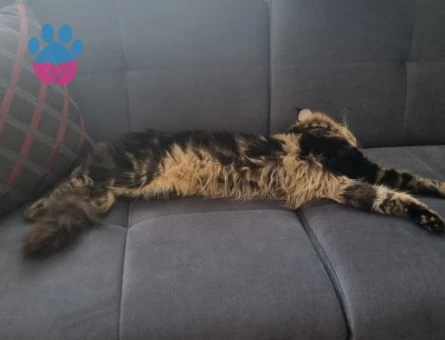 Maine Coon oğlumuza gelin arıyoruz :) Baklavası bizden