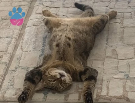 Oğlum Dişi arıyor